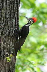 Pileated Woodpecker